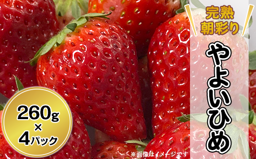 完熟朝彩りとちおとめ 260g以上×8パック